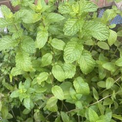 Fresh Healthy Bushy Mint Plant 
