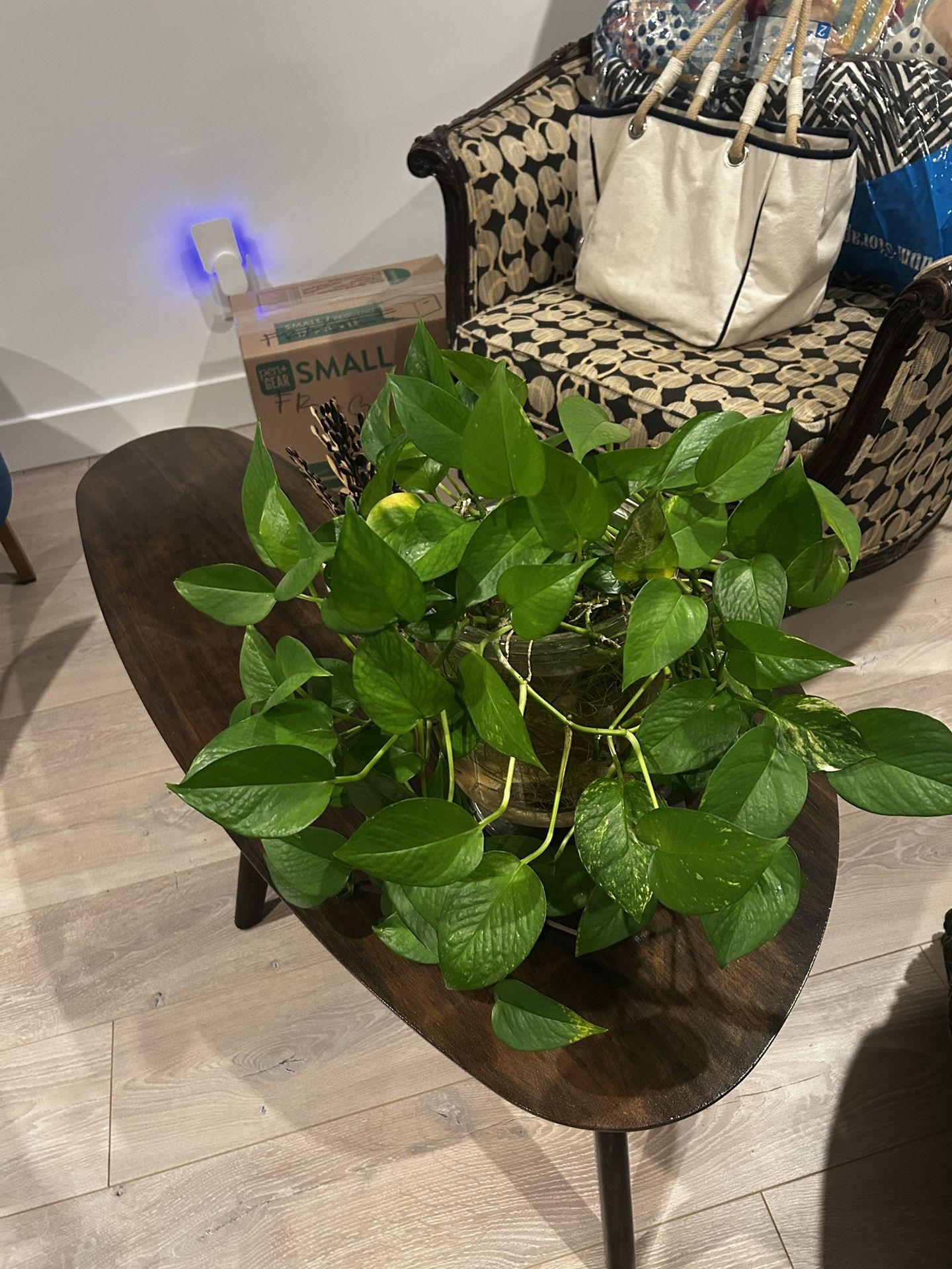 Mature Hydroponic Pothos & Thick Glass Tureen