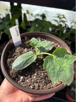 Luffa plant starts / pepper plants