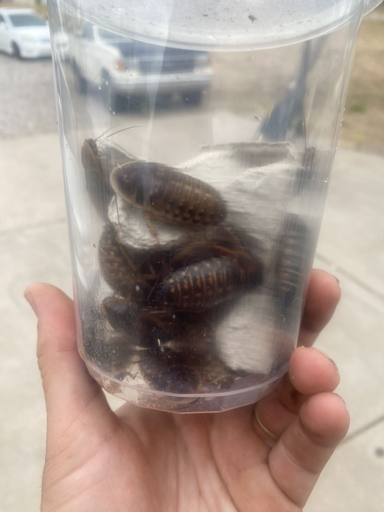 Dubia Roaches 