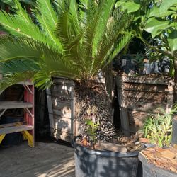 Sago Palm