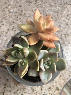 Succulent center piece