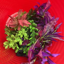Assorted Aquarium Silk Plants