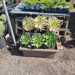 3x1ft Planter Box Succulent Aeoniums 