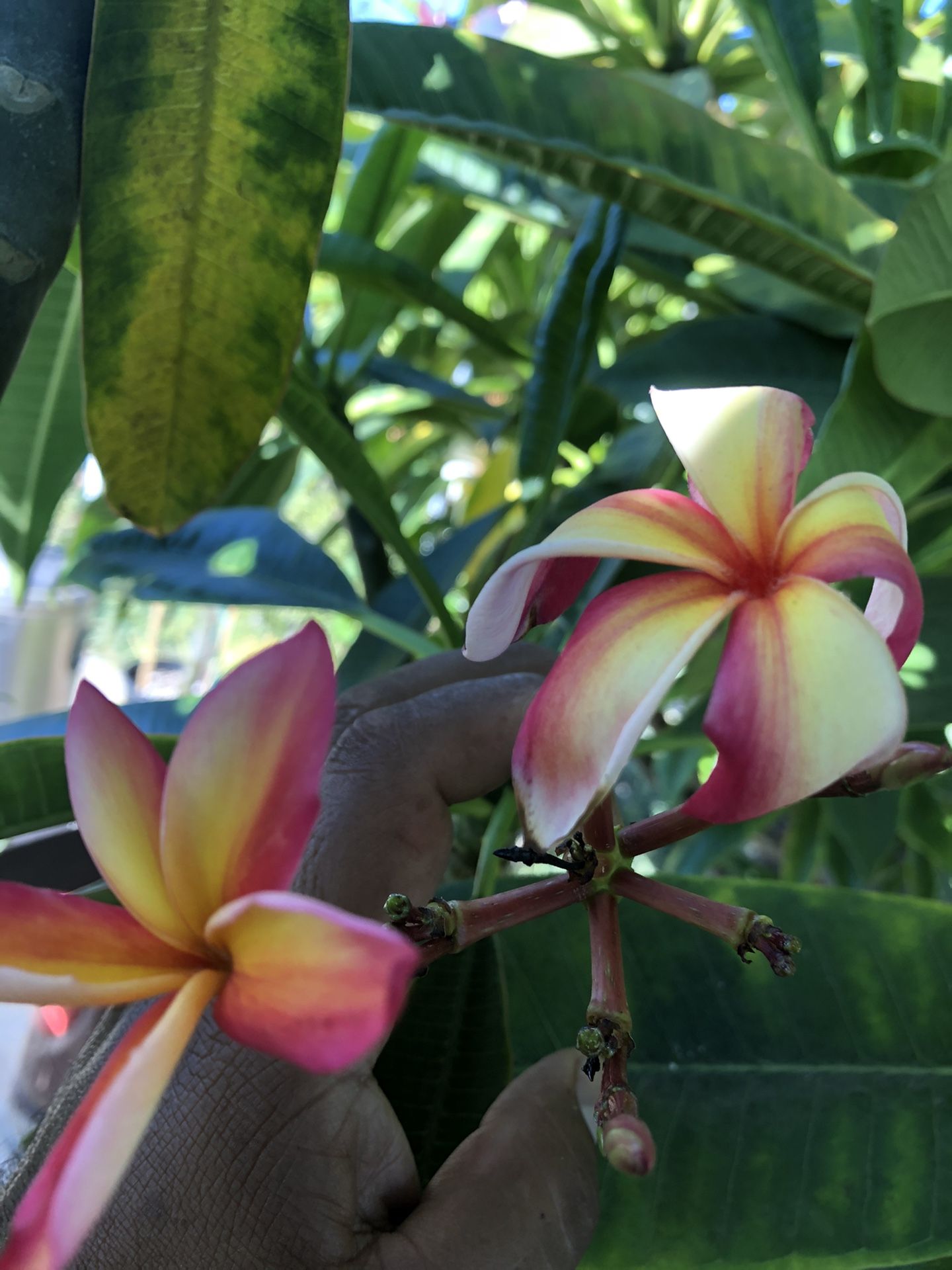 Plumerias
