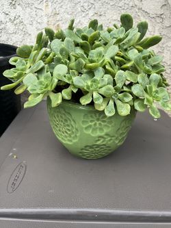 Succulent plants in ceramic pot