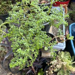 Planta