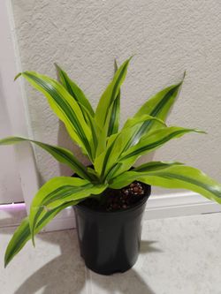 Dracaena lemon lime 8inchpot $17
