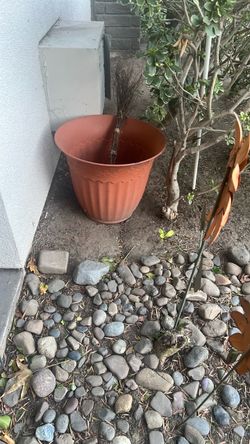 Maceta para plantas