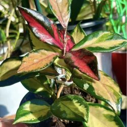 Hoya Tricolor 
