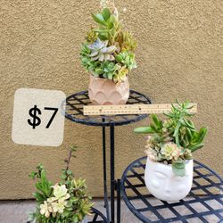 Healthy Succulent Arrangements