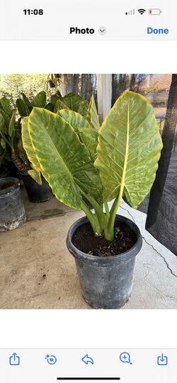 planta Hoja  ELEGANTE 