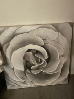 Rose Picture