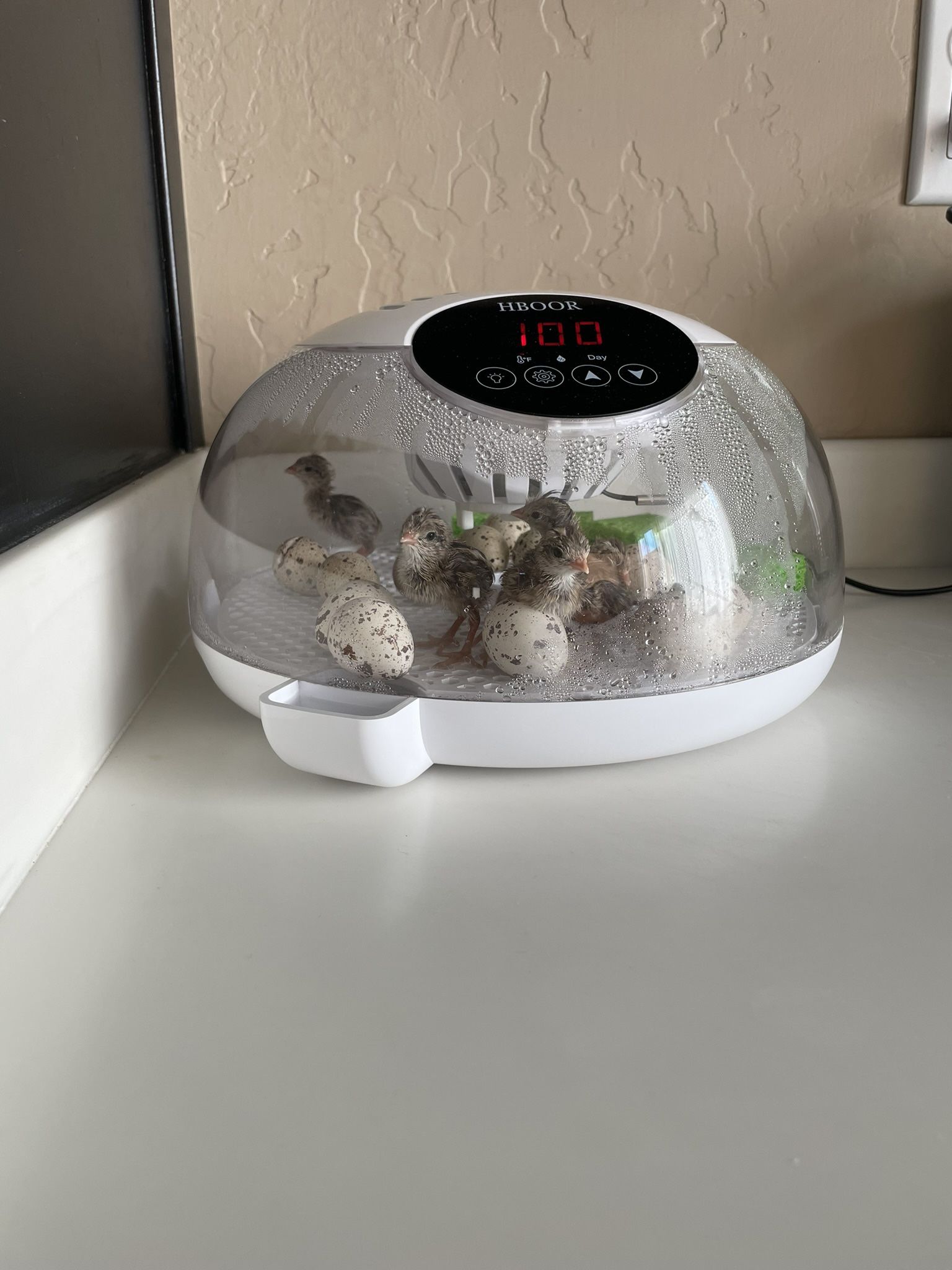 Bird Hatching Set Up