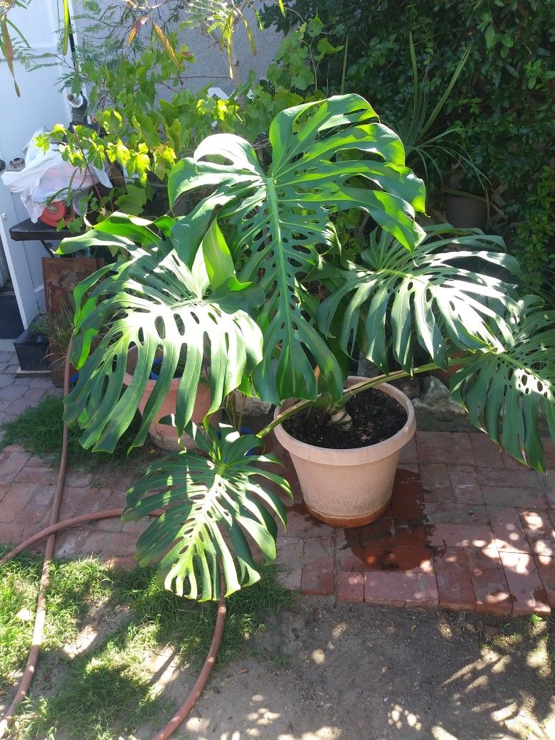 Split Leaf Philadendrum (Nice )