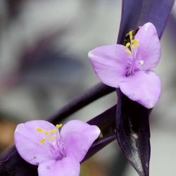 Purple Heart Succulent plant (Tradescantia pallida)