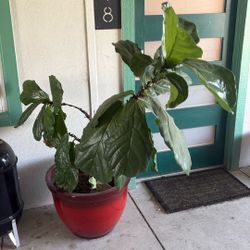 Healthy Fig Plant With The Pot About 5 Ft Tall 