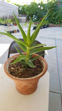 Aloe vera Healthy and best air purifying house plant in the new pot