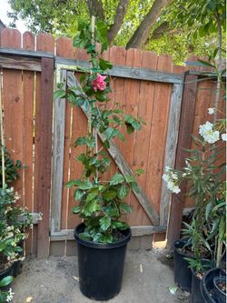 Double flower pink hibiscus plants  🪴🌸