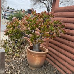 This succulent is over 2 feet tall, and over 3 feet tall including the pot. Its crown is over 2 feet wide, and the thickest part of its trunk is 5 inc