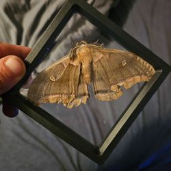 Polyphemus moth framed specimen