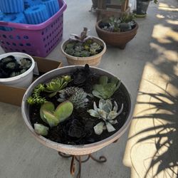 Succulents 