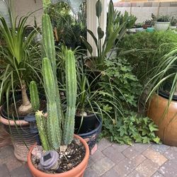 House Plants For Sale  Near Tropicana And Jones  Prices Start At $5  Over 200 plants. Message me when you are ready to come.   Yes they are available,