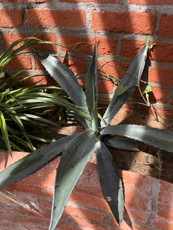 Agave And Spider Plants