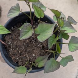 Organic Japanese Sweet Potato Plants