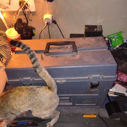 Tackle Box With Tackle