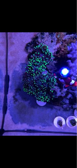 Coral decor