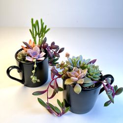Succulent Collections
