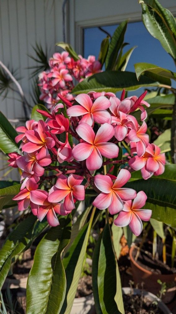 Plumerías For Sale- 2 Of Them Bright Pink 