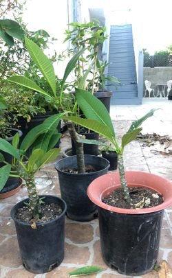 Plumeria starting at $5 flowers nursery green thumb planting