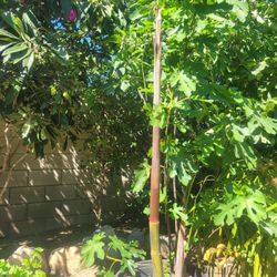 FIG PLANT WITH 2 KING PALM TREE