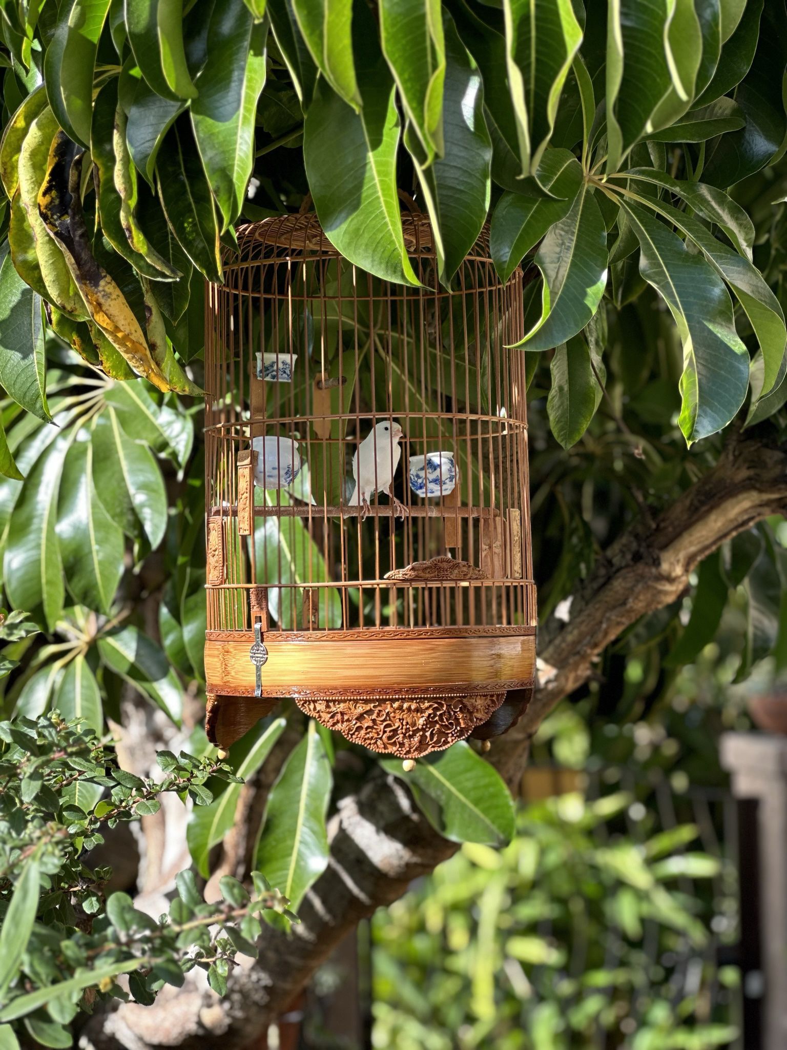 Canary bird cage
