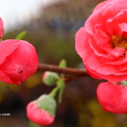 ‘Iwai Nishiki’ Japanese Quince Bushes 