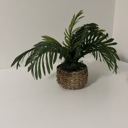 Beautiful Palm Plant 