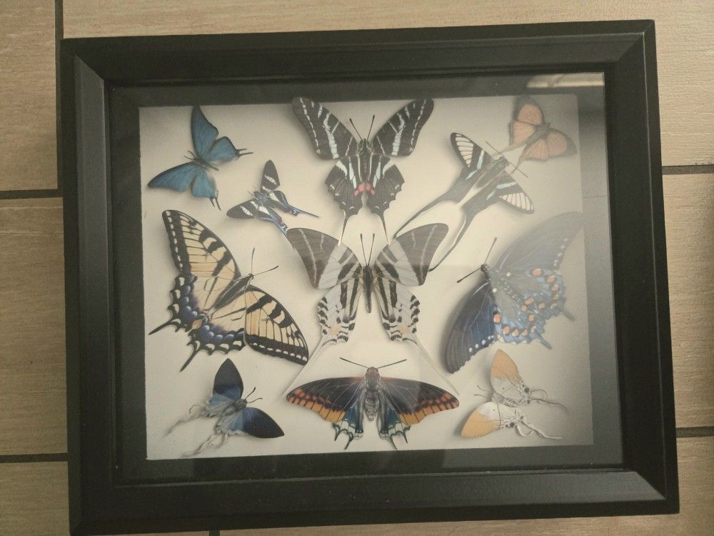 Moth and Myth The Faerie-Tails Collection II in Black Shadow Box
