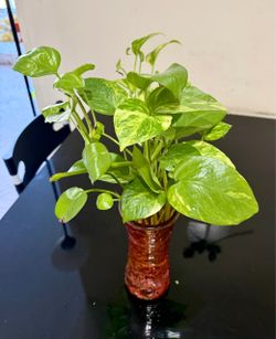 Golden Pothos Plant in Decorative Glass Vase 🌿