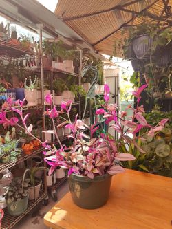 Wandering Jew Nanouk Outdoor Plant