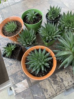 Beautiful Succulents 