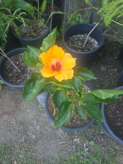 Yellow Hibiscus plant