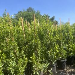 15 Gal Ficus Indian Laurel