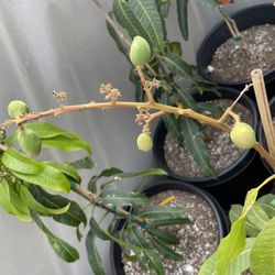 mango trees