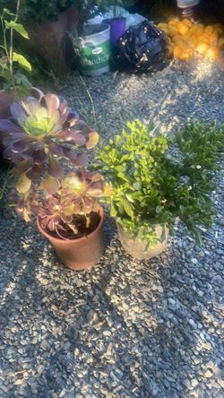Plants for garden