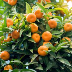 Owari Mandarin Tree 🪴 $65 each