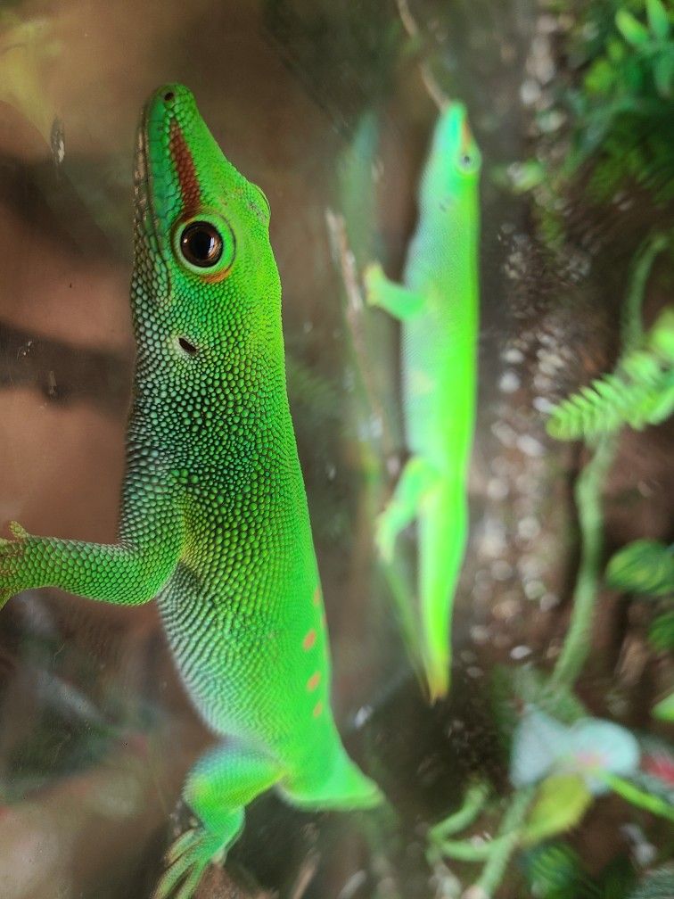Two Madagascar Giant Day Geckos With Terrarium