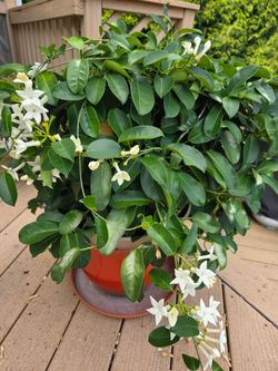Madagascar Jasmin