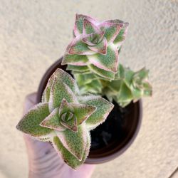 Plants for Sale! 